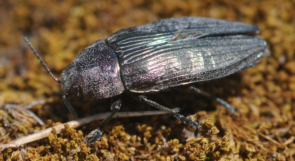 Buprestis sp.